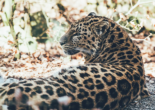 Amur leopard at Nordens Ark